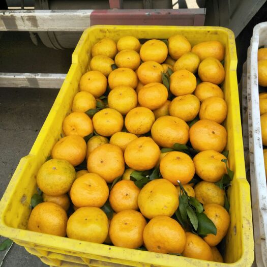 安乡县纯甜纽荷尔 货好，价格优