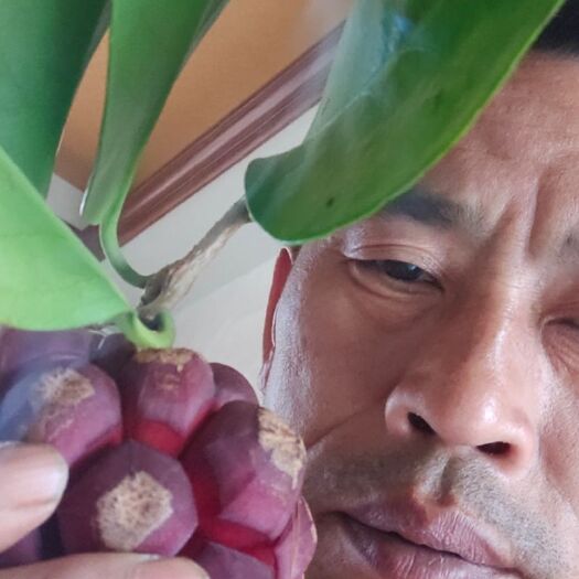 古丈县八月瓜苗 