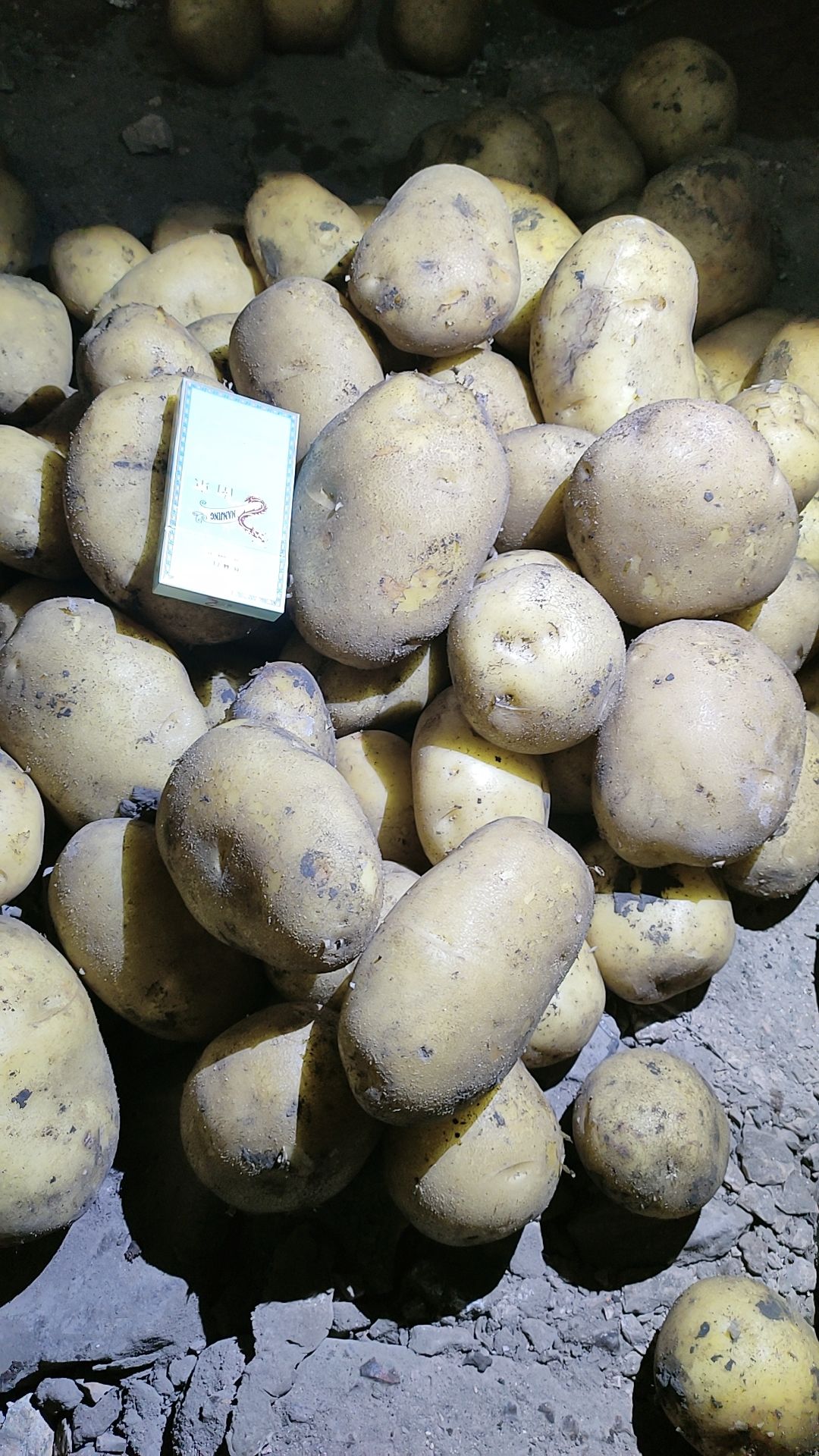 黄金薯土豆种简历图片