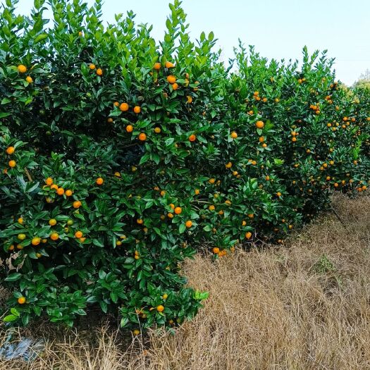 全州县十年臭皮柑代办经验！守信用，服务好！深受老板的好评！