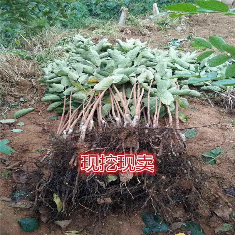 磨盘柿苗  磨盘柿子树苗优质柿子树苗当年结果保证质量保证品种基地发货