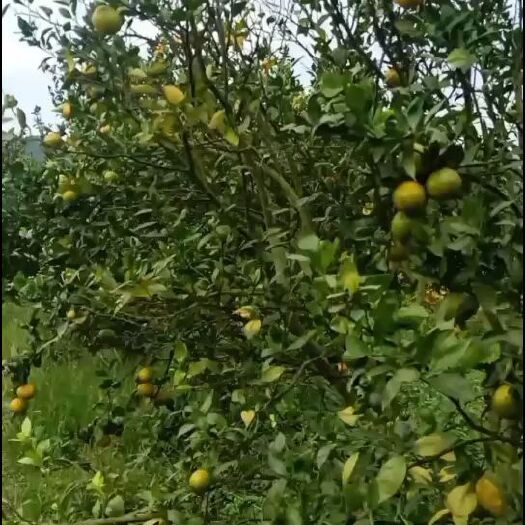 仁化县皇帝柑 