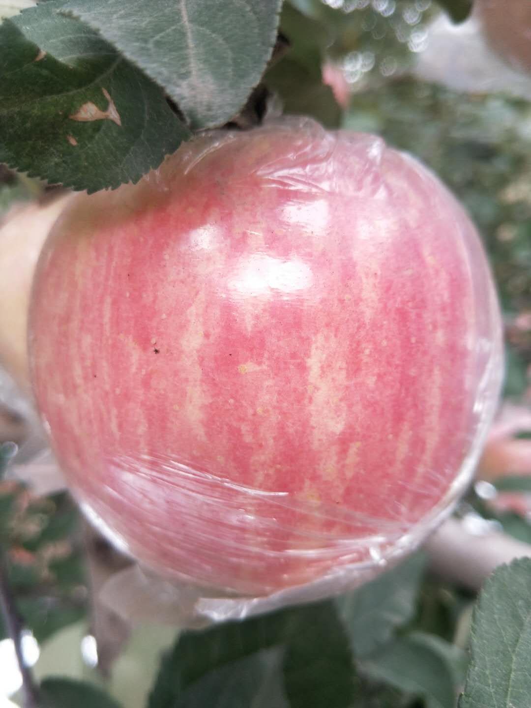 陕西精品膜袋红富士苹果产地批发