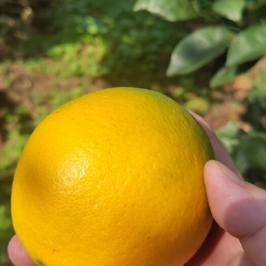 瑞金市 赣南脐橙