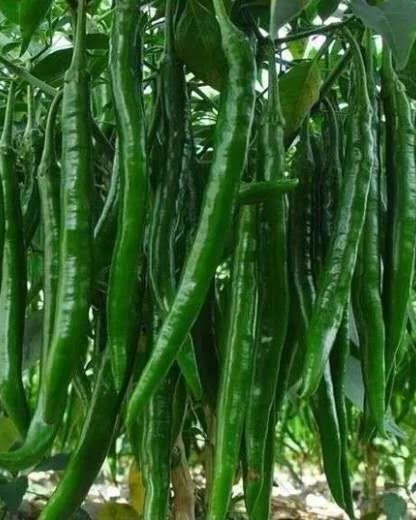 乐业县二荆条 