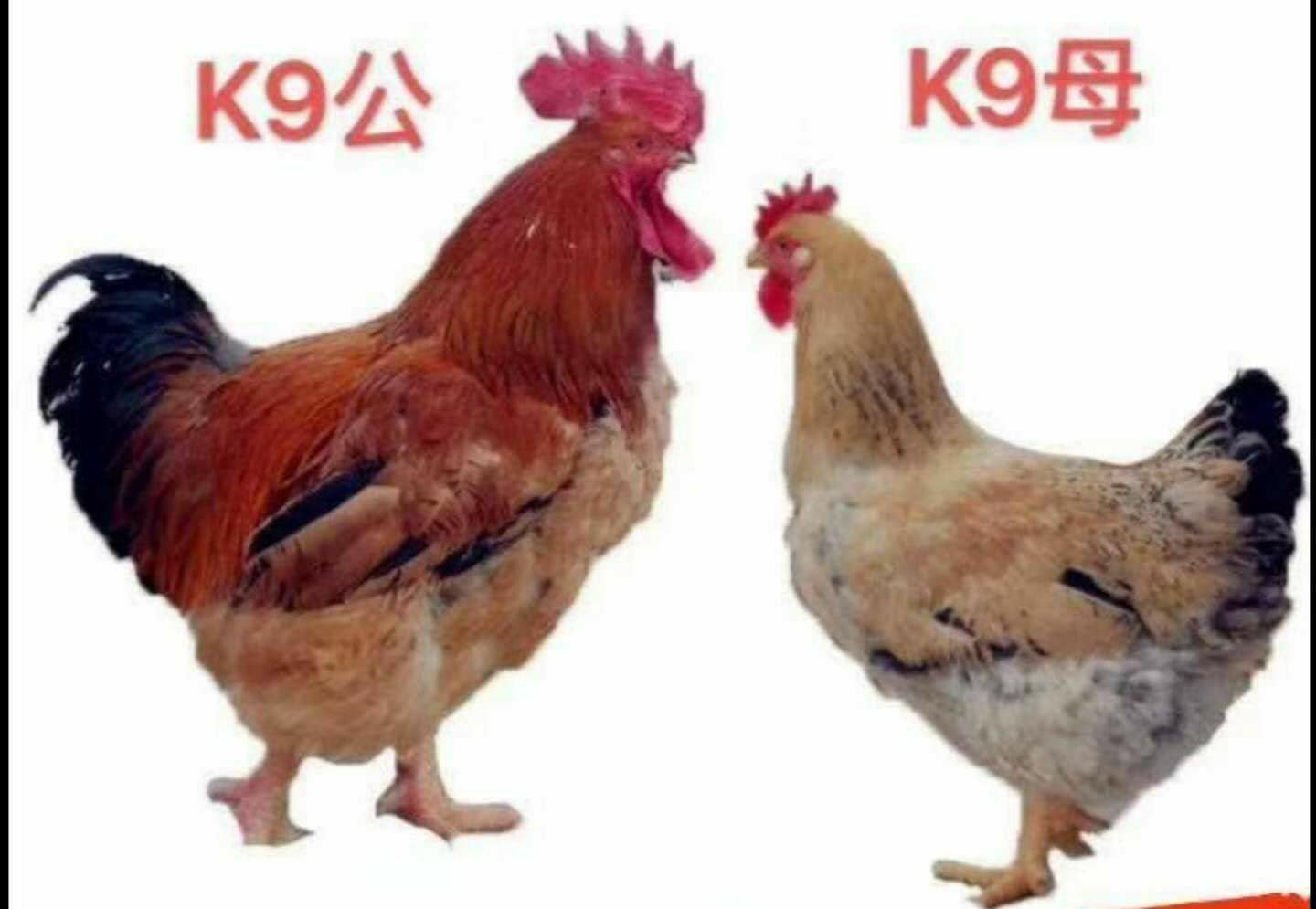 k9肉鸡苗K9麻黄882快羽克九肉鸡K901大种鸡苗优质品种