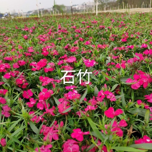 长沙县常夏石竹  石竹