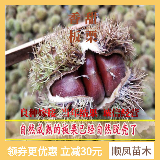 平邑县九家种板栗苗  蜂蜜球板栗苗  等多种品种  质量保证