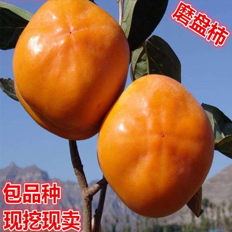 磨盘柿苗  磨盘柿子树苗优质柿子树苗当年结果保证质量保证品种基地发货