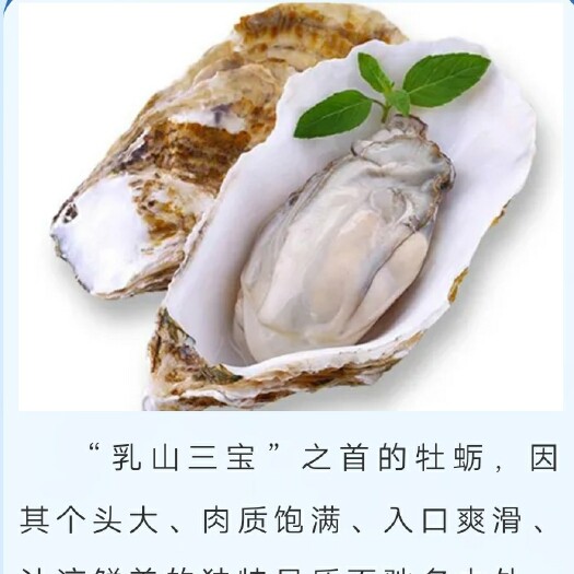 乳山市 乳山牡蛎，肥的不要脸，各规格齐全！欢迎下单