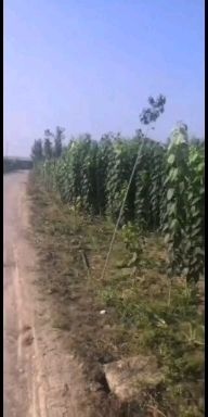 周至县杜仲树