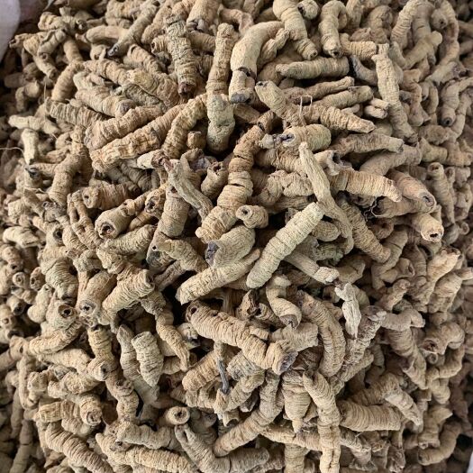 玉林巴戟天！正品货！无硫！