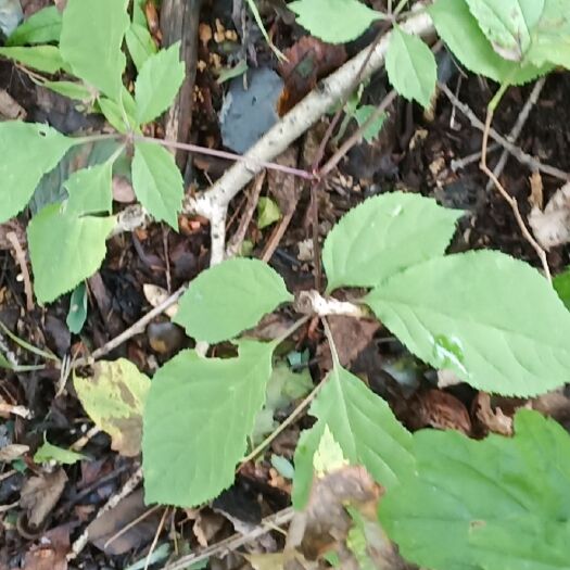 集安市人参种苗 可种植，可以食用。教种植技术。