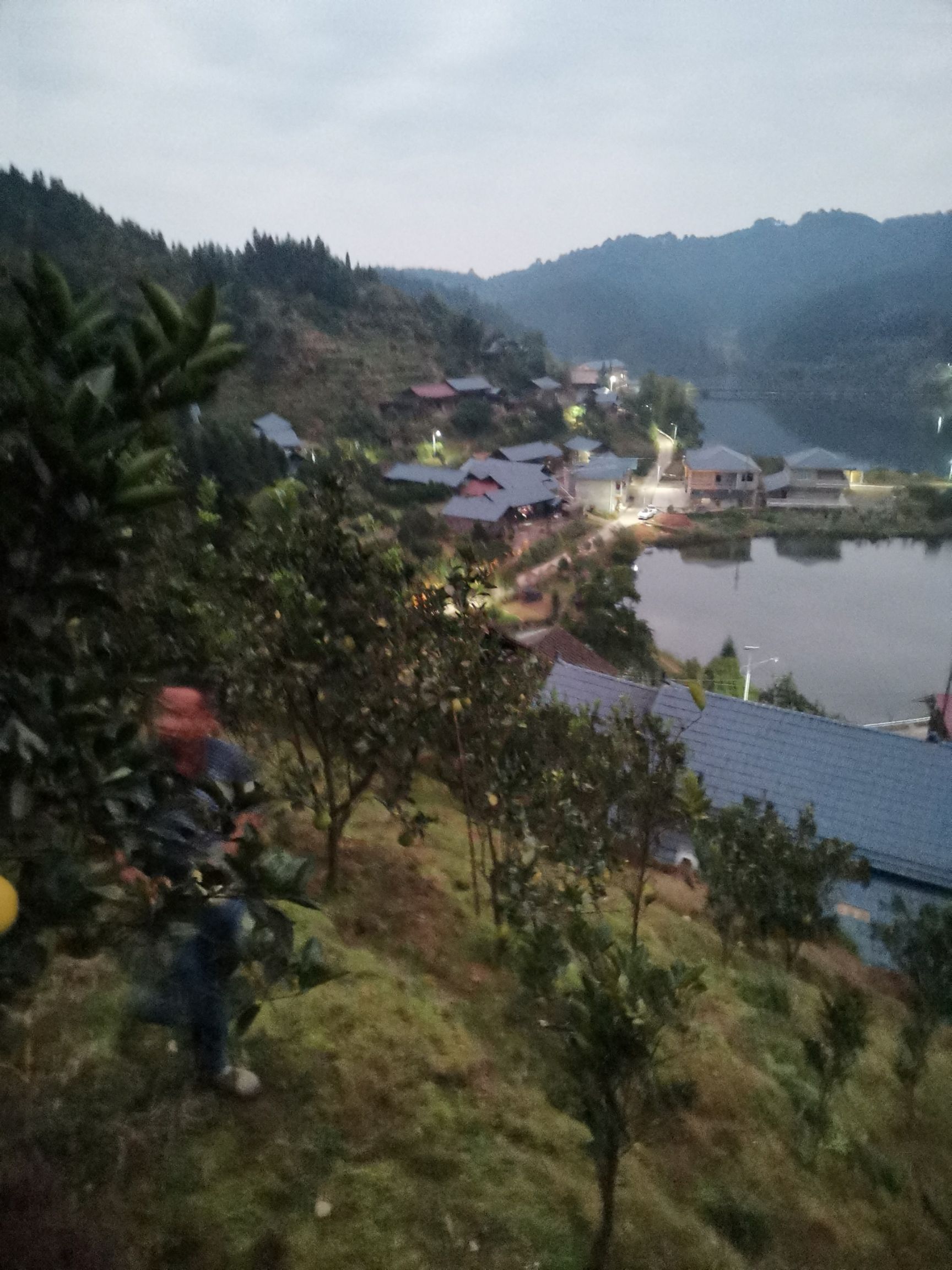  安江冰糖柚肉质细嫩无渣，入口甜蜜多汁。