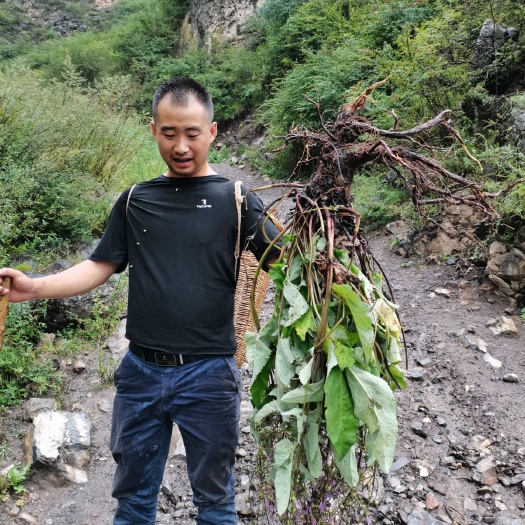 紫花丹参   紫丹参多年生批发零售一手货源产地直邮