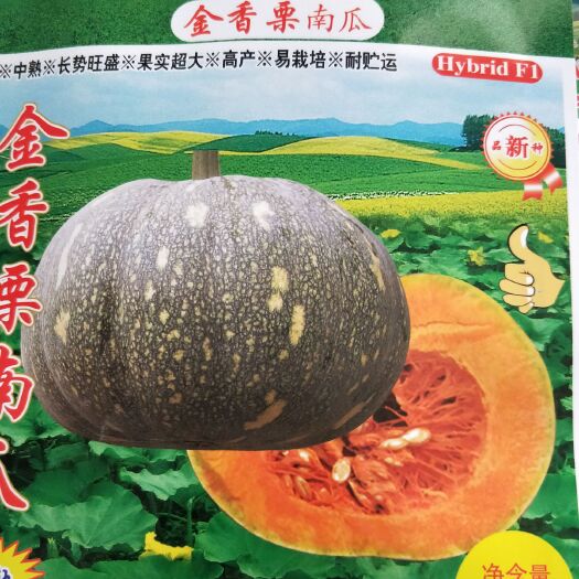 宜城市蜜本南瓜种子 早熟易座果，粉甜面，高品质南瓜种子