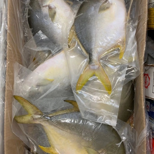 昆山市红鲳鱼 鲳鱼