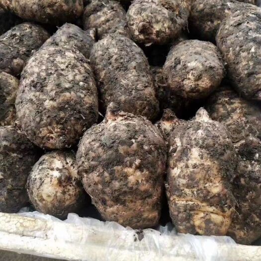彝良县 小草坝天麻