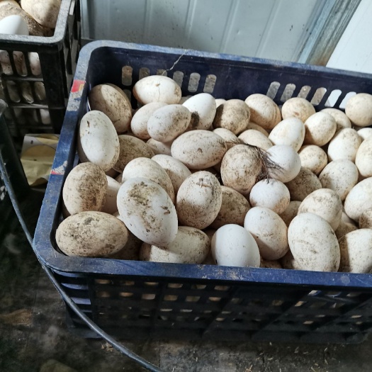 沭阳县鲜鹅蛋 食用 礼盒装