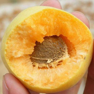 平邑县蜂糖李树苗  蜂糖李子苗 包品种包结果基地发货南北方可以种植