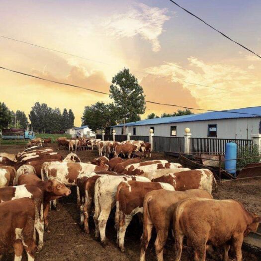 平阴县肉牛  西门塔尔牛犊    买好牛请联系我质量保证随意挑选 培训技术