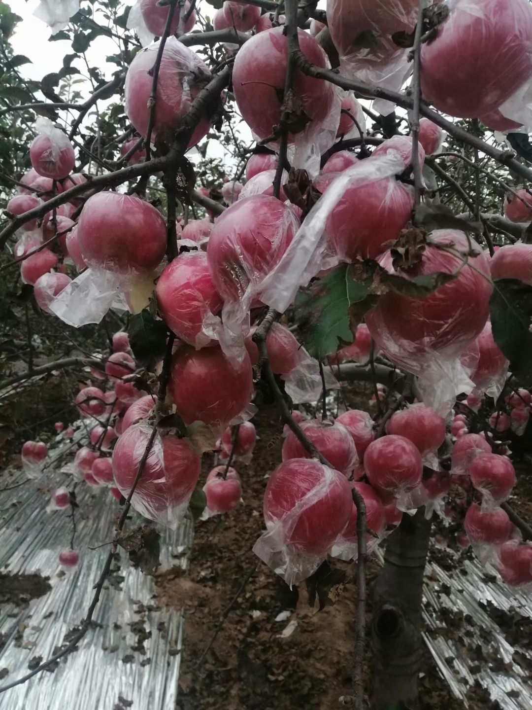 陕西精品膜袋红富士苹果产地批发