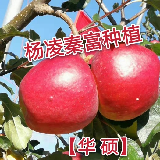 咸阳华硕苹果苗  【华 硕】乔化砧两年生成品苗
