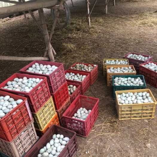 杭州青皮鸭蛋 食用 散装 