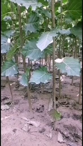 曲阳县107速生杨