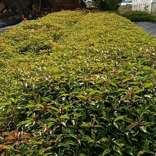 宜良县香樟小苗（杯苗）