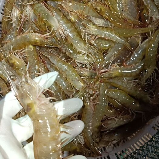 三门县东方对虾 9钱以上 