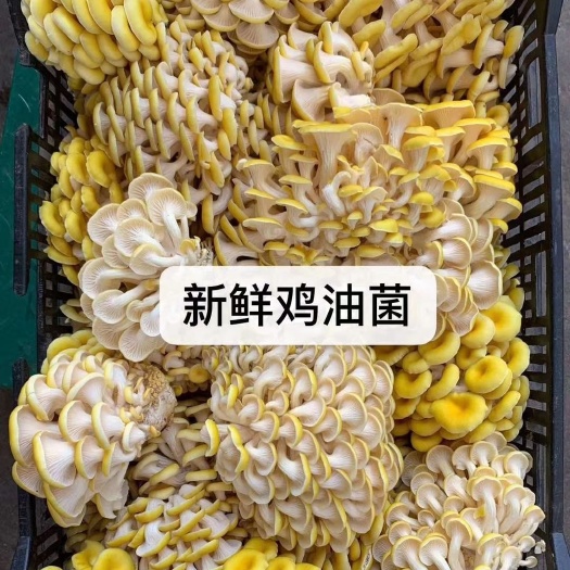 昆明新鲜鸡油菌，量大价优，欢迎合作。。。