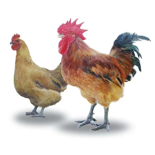 衡阳肉鸡苗大种青脚麻鸡苗，快速鸡优质品种，高成活，包运费