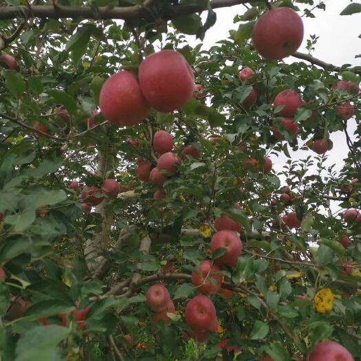 昭通丑苹果  正宗昭通红 甜脆果糖心苹果