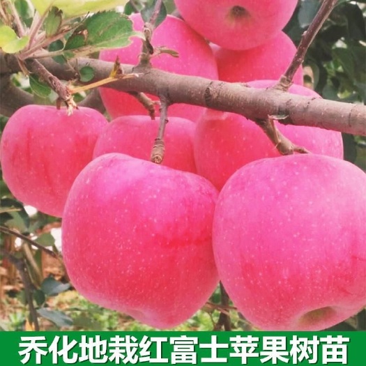 平邑县红富士苹果苗  红富士苹果树苗优质嫁接苗糖心红富士鲁丽苹果包品种包结果
