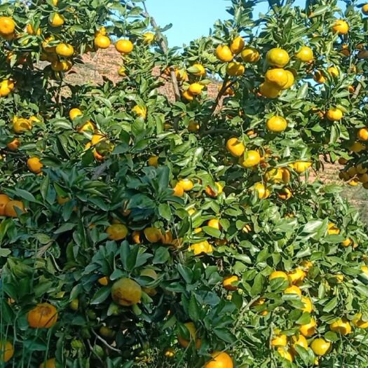 新宁县新津蜜桔 无渣蜜桔