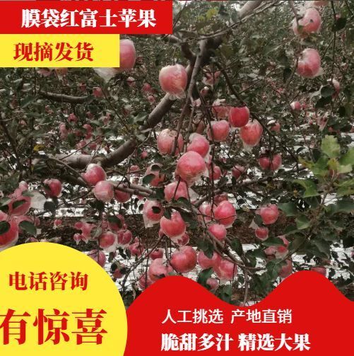 大荔县陕西精品膜袋红富士苹果产地批发