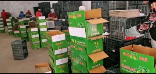  新疆库尔勒香梨