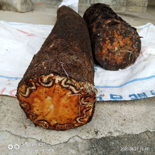 博白县五花龙骨  广西玉林绿色食材鲜:龙骨风:飞天擒劳:桫椤～