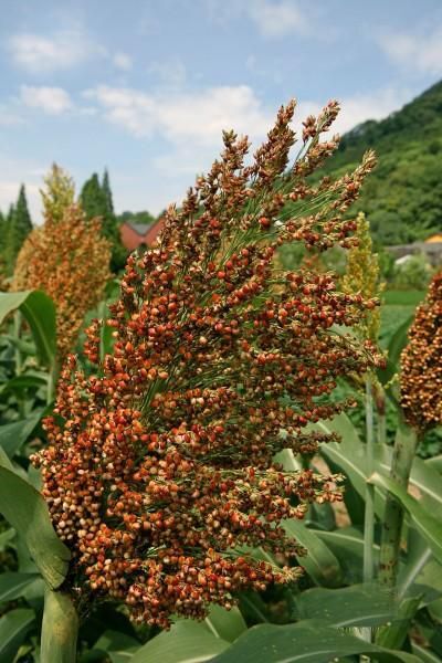 延川县红高粱 陕北产地高质量高粱