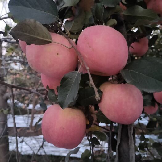 平山县红富士苹果  脆甜可口