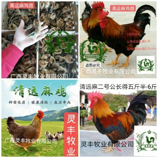 南宁清远麻鸡苗 广东名鸡之一 纯正品种 包疫苗包路损 量大从优