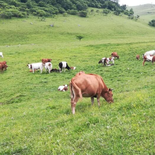 陇县黄牛 肉牛