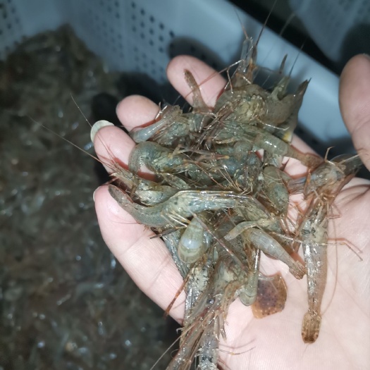 潜江市草虾 