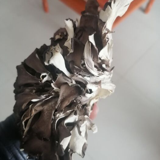 台江县栗蘑  大量供应灰树花