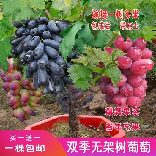 平邑县葡萄盆栽 无架树葡萄苗不爬藤不打架短枝矮化新品种一年结果两次