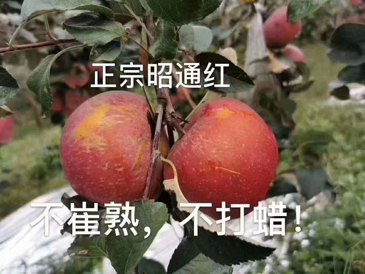 昭通丑苹果 甜脆果 糖心苹果