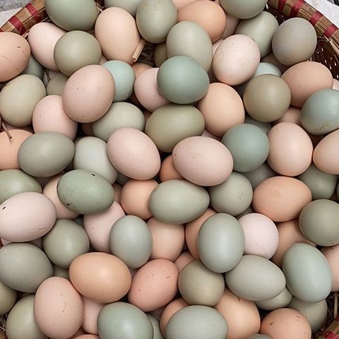 乳山市农家散养土鸡蛋新鲜绿壳乌鸡蛋混合装儿童孕妇营养蛋整箱批发