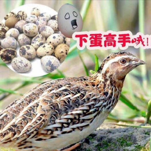 福安市淘汰鹌鹑  苍灵鹌鹑
