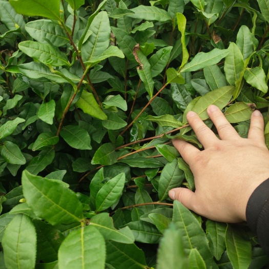 雅安奶白茶树苗  安吉白茶苗